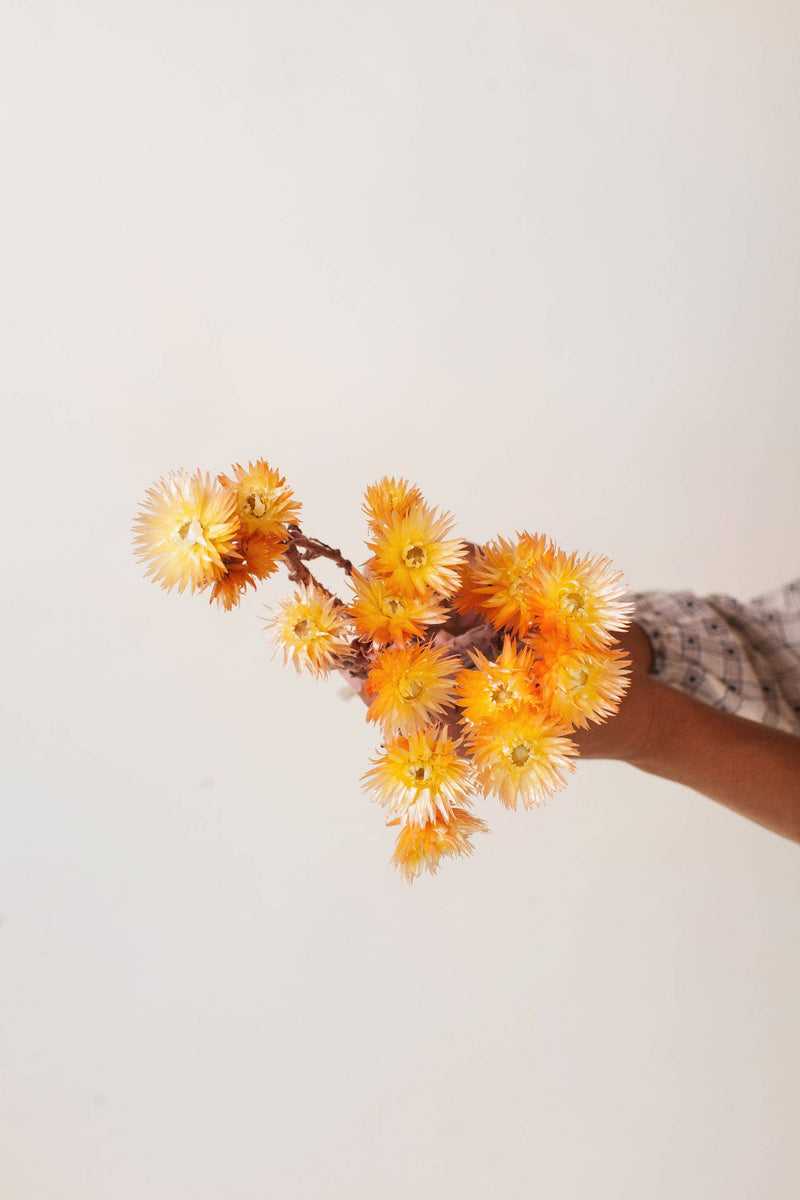 Idlewild Floral Co. - Sherbert Two Tone Silver Daisy bouquet held by a person, showcasing vibrant, long-lasting dried flowers, ideal for elegant home decor or special events.