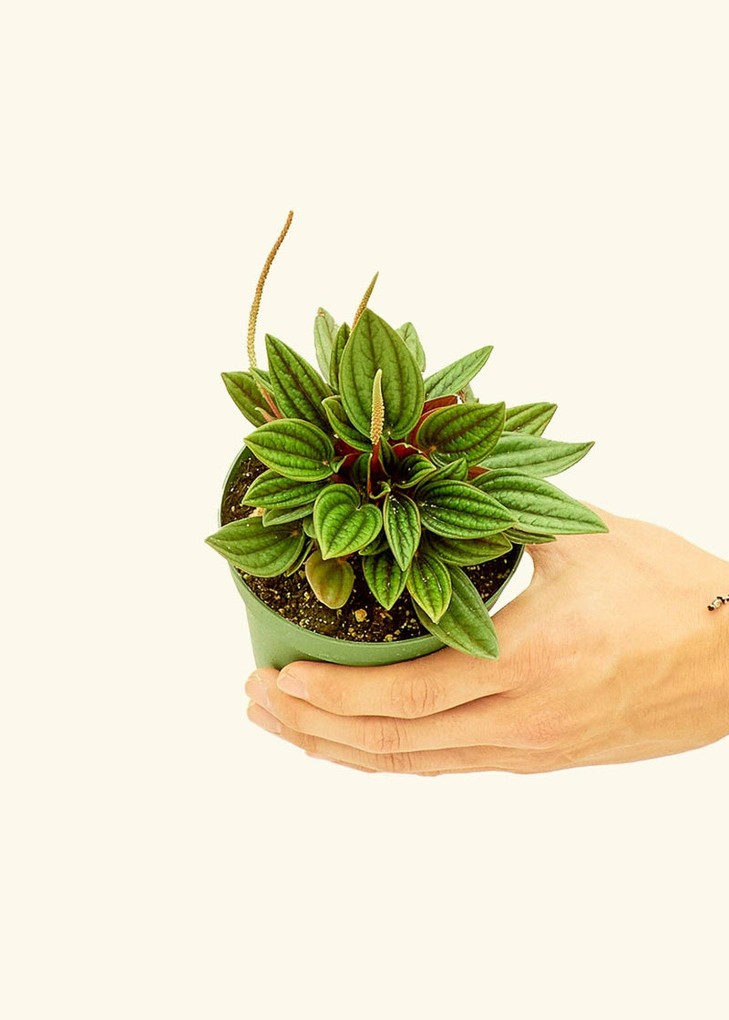 Rooted Peperomia 'Rosso' in 4 pot held by hand, showcasing its lush foliage. Homegrown and shipped from our Florida greenhouse, ideal for enhancing kitchen spaces.