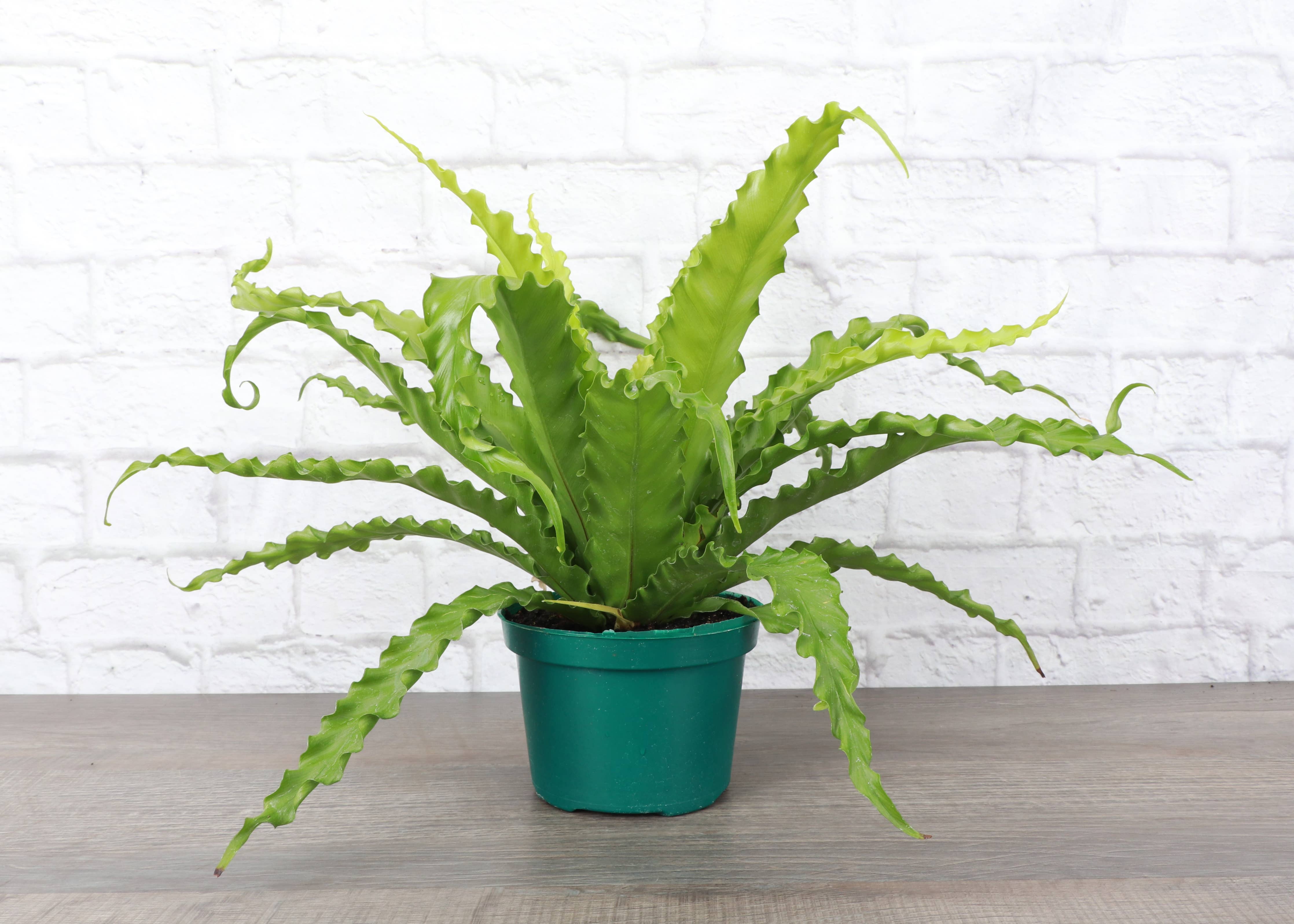Thorsen's Greenhouse Victoria Bird's-Nest Fern