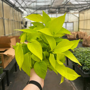 Neon Pothos plant held in hand, showcasing vibrant green leaves. Ideal for home decor, offered in a 3 pot from Thorsen’s Greenhouse.