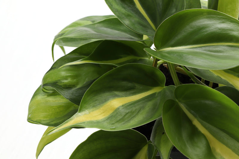 Brazil Philodendron in 4 pot, showcasing green and yellow variegated leaves, ideal for new plant owners. Thrives in indirect sunlight, perfect as a hanging houseplant.