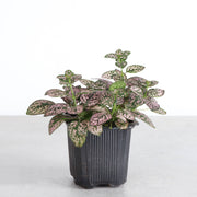 Thorsen's Greenhouse - Pink Splash Plant in a 3 pot, featuring vibrant pink, white, and green leaves, ideal for small spaces.