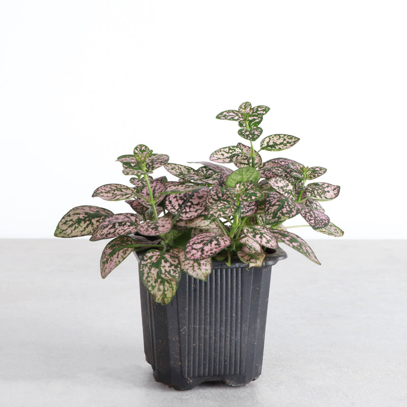 Thorsen's Greenhouse - Pink Splash Plant in a 3 pot, featuring vibrant pink, white, and green leaves, ideal for small spaces.