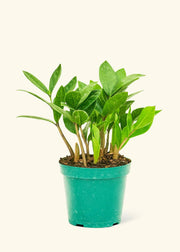 Rooted - ZZ Plant in a nursery pot, showcasing lush green leaves, ideal for homegrown decor. Available in 4 or 6 pots from Athens Cooks.