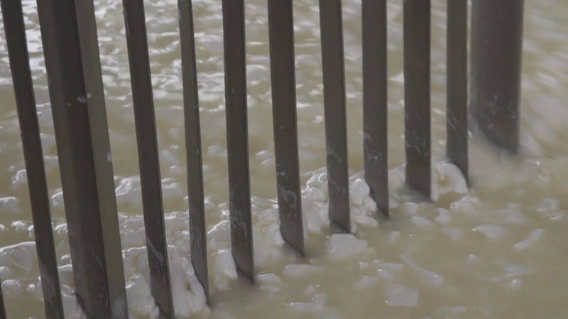 Nicola's Marketplace - Genuine Fulvi® Pecorino Romano DOP: 7 Ounces, showcasing curd-cutting process in cheese making with stainless-steel blades in a milky liquid.