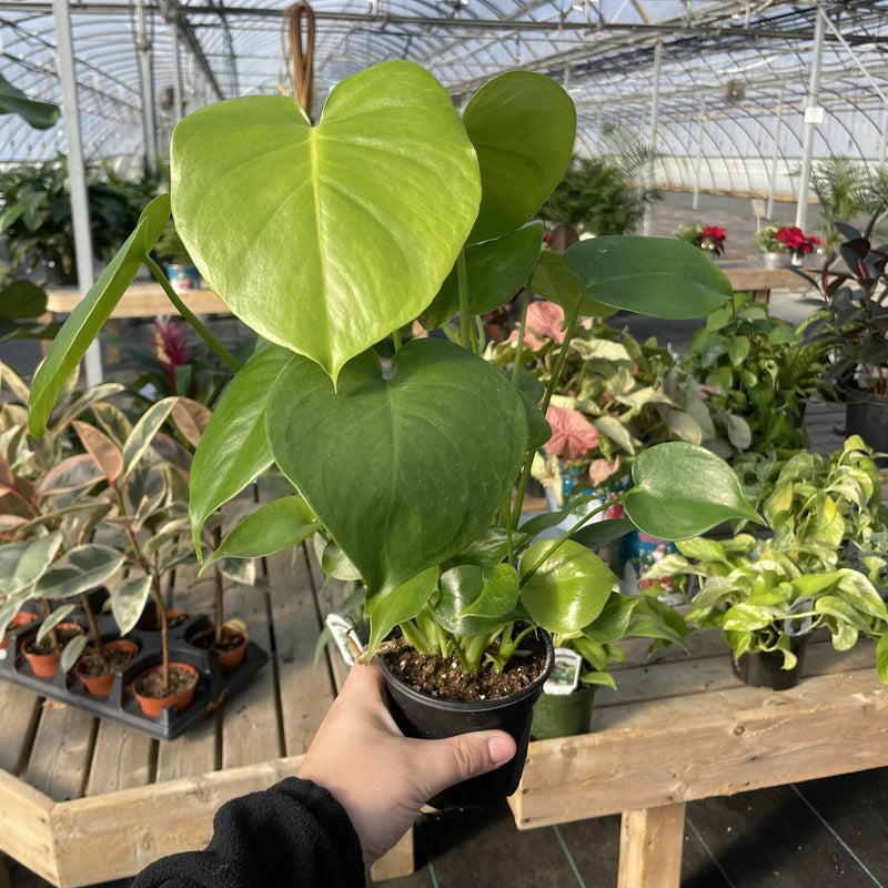 Person holding a Monstera Deliciosa plant in a plastic grower's pot, showcasing its distinctive leaves, available in 6 pot size from Thorsen's Greenhouse.