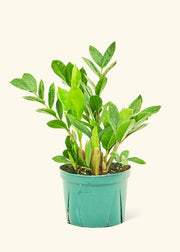 Rooted - ZZ Plant in a 4 or 6 pot, nestled in a nursery pot, from Athens Cooks' greenhouse, ready for your kitchen space.