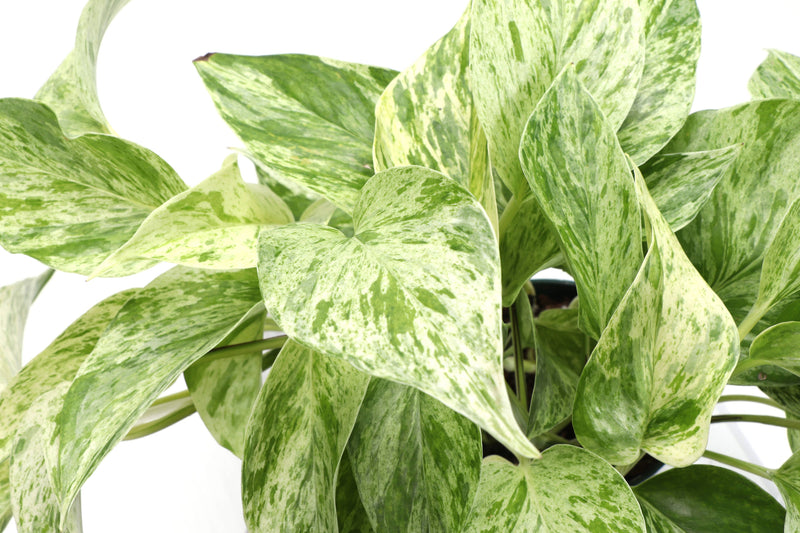 Thorsen's Greenhouse Marble Queen Pothos plant with white and green variegated leaves, sold in a 4 pot for easy indoor care.
