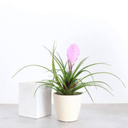 Thorsen's Greenhouse - Pink Quill Bromeliad, a 4 live plant in a plastic pot with pink blooms and green leaves, perfect for home or office.