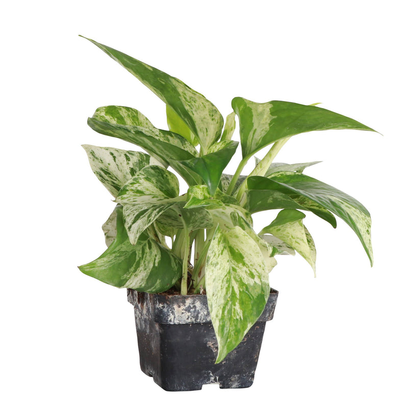Marble Queen Pothos Plant in a 4 pot, showcasing green and white variegated leaves, ideal for new plant parents and low-maintenance care.