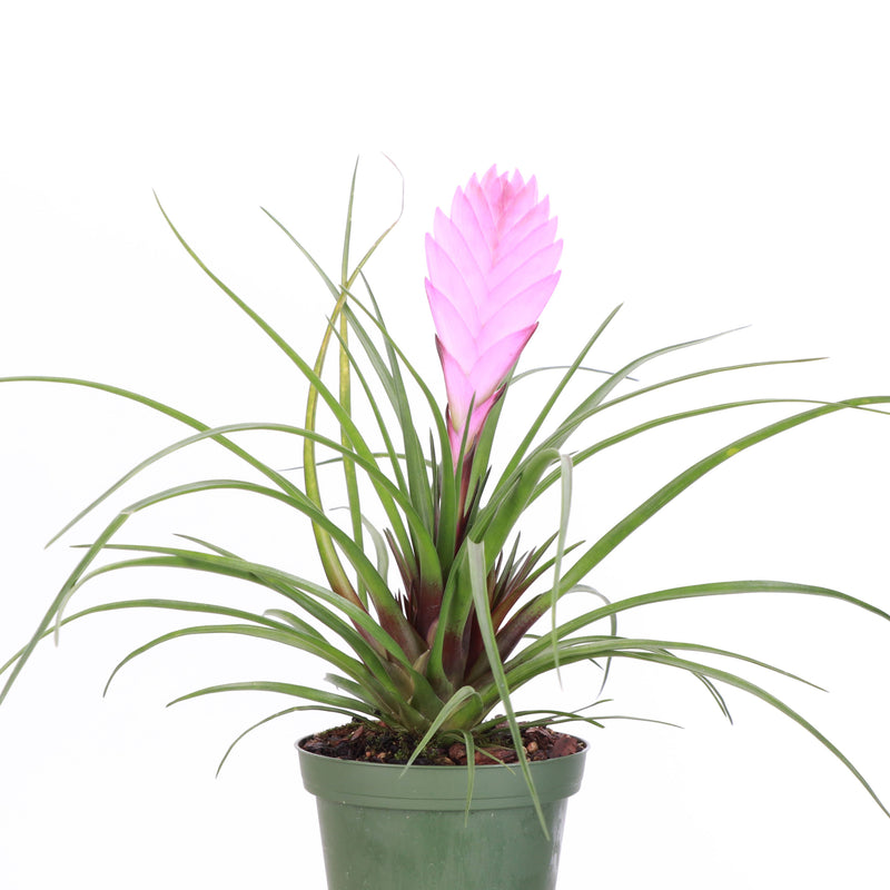 Thorsen's Greenhouse - Pink Quill Bromeliad in a 4 pot, featuring vibrant pink blooms and green foliage, ideal for indoor decoration.