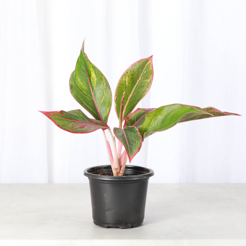 Red Siam Aglaonema in a black pot, showcasing vibrant green and red leaves, ideal for adding color to indoor spaces.