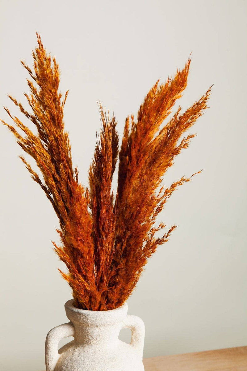 Idlewild Floral Co. - Dried Orange Pampas Grass