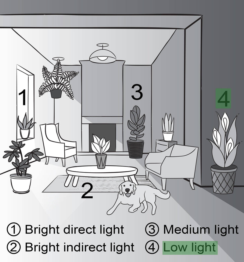 Assorted Butterfly Syngonium plant in a 3 pot, depicted in a room illustration with a dog, plants, and furniture, emphasizing its robust foliage.