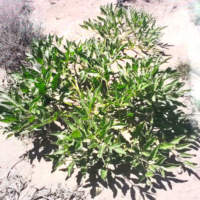 Burlap & Barrel | Wild Hing (Asafoetida)