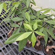 Thorsen's Greenhouse - Money Tree in a 4 pot, showcasing lush green foliage, symbolizing good luck and positive energy. Ideal for home decor and safe for pets.