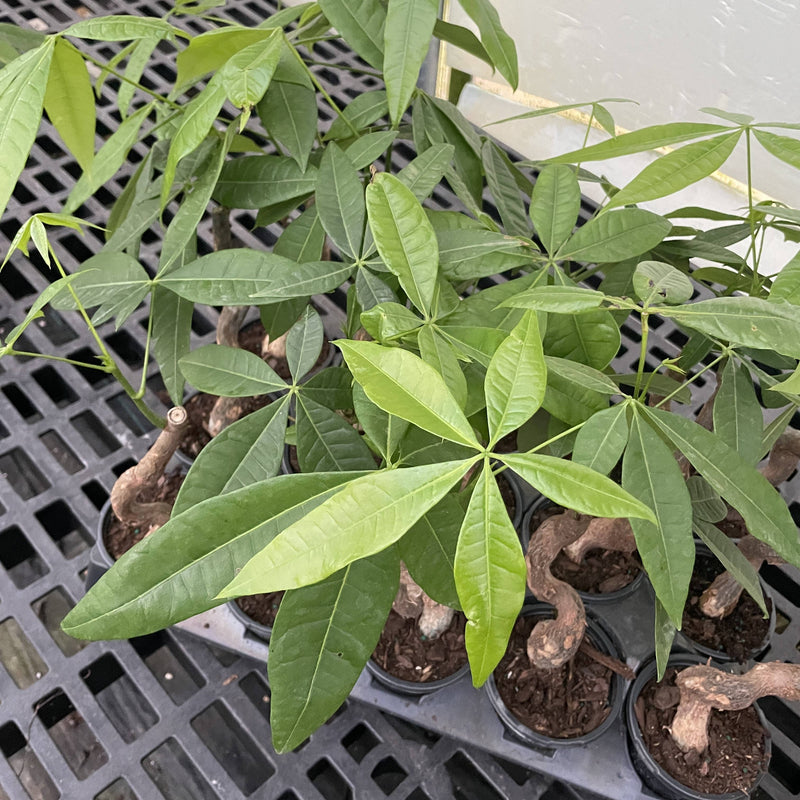 Thorsen's Greenhouse - Money Tree in a 4 pot, showcasing lush green foliage, symbolizing good luck and positive energy. Ideal for home decor and safe for pets.