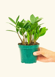 ZZ Plant in a small pot held by a hand, showcasing lush green leaves. Perfectly rooted and ready for home decor or kitchen green touches.
