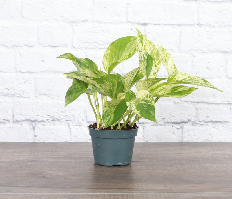 Marble Queen Pothos plant in a green pot, showcasing variegated white and green leaves, suitable for new plant parents; available in a 6 pot size.