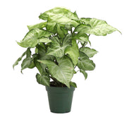 Thorsen's Greenhouse - Assorted Butterfly Syngonium in a 3 pot, featuring large, unique arrowhead-shaped leaves, ideal for brightening a dim kitchen corner.