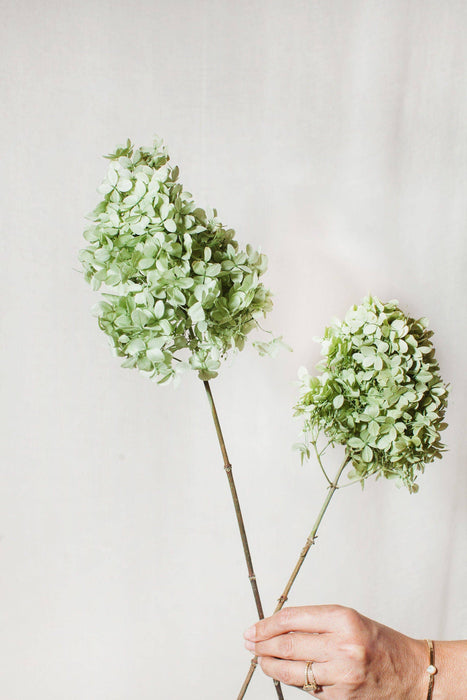 Idlewild Floral Co | Peegee Hydrangeas