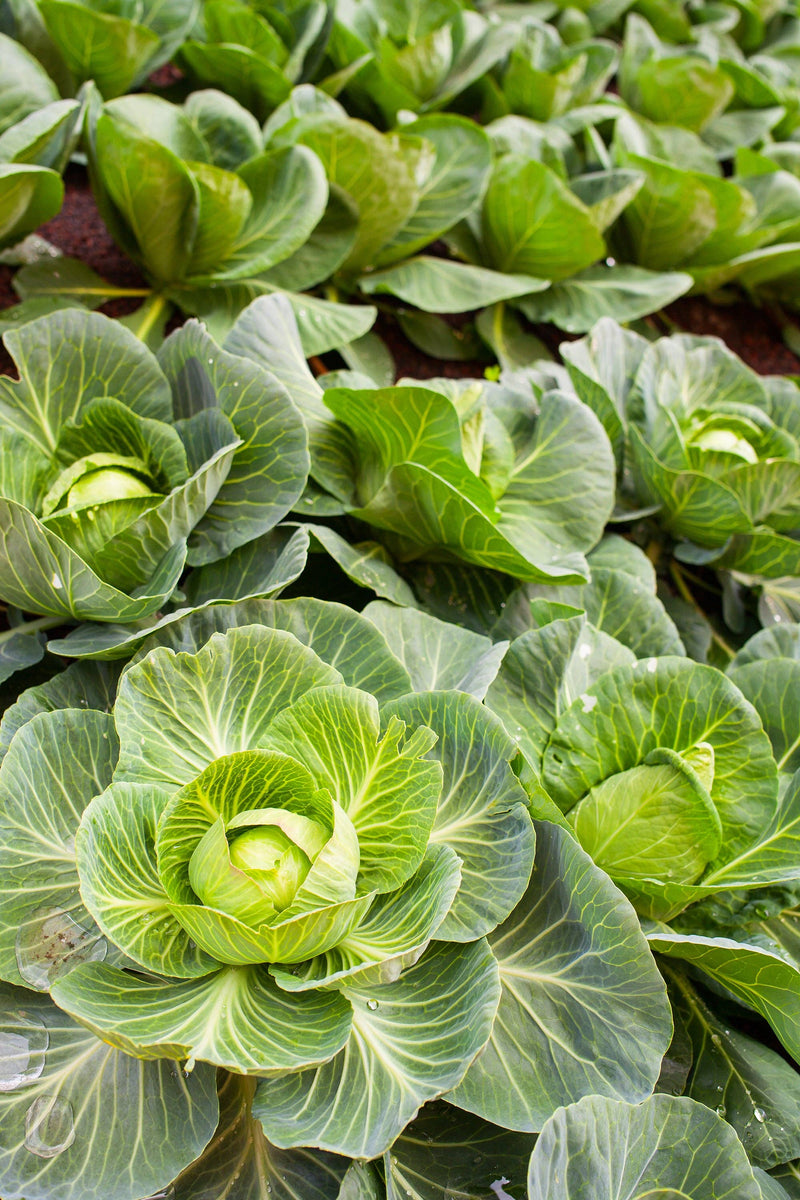 Bentley Seed Co. - Cabbage-Copenhagen Early 1909: Green cabbage heads grow in soil, ideal for small to large gardens, reflecting Athens Cooks' curated kitchen garden offerings.