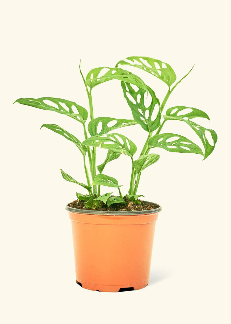 Rooted - Swiss Cheese Vine (Monstera adansonii) in a nursery pot, showcasing its distinctive perforated leaves, ideal for homegrown plant enthusiasts.