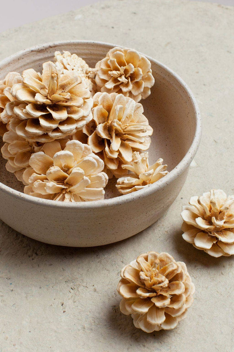 Idlewild Floral Co. | White Pinecones