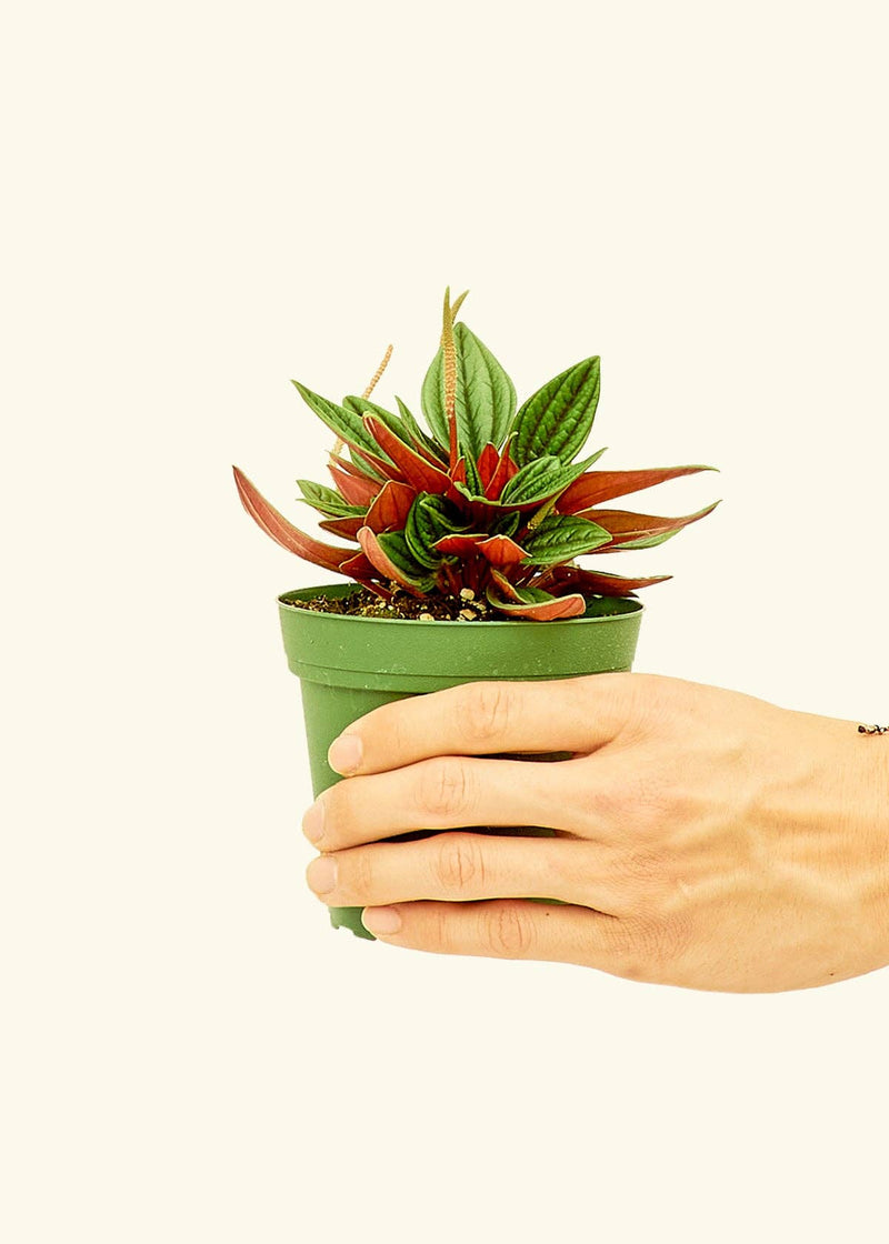 Hand holding a Peperomia 'Rosso' in a 4-inch nursery pot, showcasing its lush foliage, from Athens Cooks' curated plant selection.