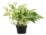 Thorsen's Greenhouse - Marble Queen Pothos Plant in 6 pot, showcasing variegated green leaves, ideal for new plant owners, visually representing the plant's natural beauty.