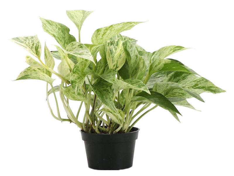 Thorsen's Greenhouse - Marble Queen Pothos Plant in 6 pot, showcasing variegated green leaves, ideal for new plant owners, visually representing the plant's natural beauty.