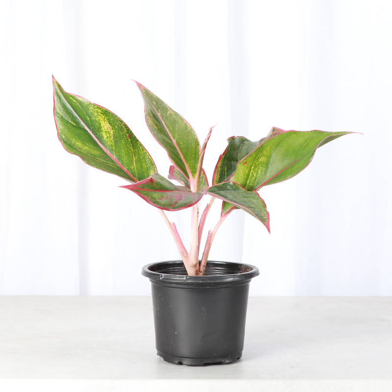 Thorsen's Greenhouse - Red Siam Aglaonema in a 4 black plastic pot, a vibrant houseplant with green and pink leaves, ideal for medium indirect light.