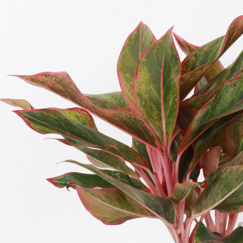 Close-up of a Red Siam Aglaonema leaf, showcasing its vibrant green and pink hues. Sold as a live plant in a 4 pot from Thorsen's Greenhouse.