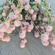 Alissas Flower Farm - Wreath: Totally Gomphrena: Blush displayed on wood surface, showcasing delicate pink flowers, ideal for indoor decor and special occasions.