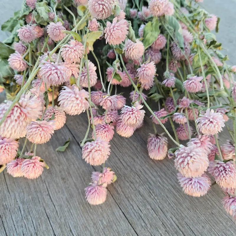 Alissas Flower Farm - Wreath: Totally Gomphrena: Blush displayed on wood surface, showcasing delicate pink flowers, ideal for indoor decor and special occasions.