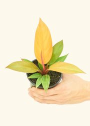 Philodendron 'Prince of Orange' in a 4 pot, held by a hand, showcasing a vibrant yellow leaf.