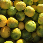 Mikuni Wild Harvest USA - Yuzu Juice, Niban Shibori (2nd Press), ideal for enhancing drinks and dishes with vibrant, tart citrus flavor.