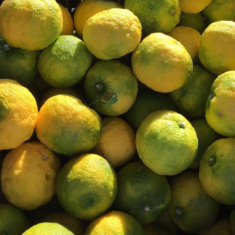 Mikuni Wild Harvest USA - Yuzu Juice, Niban Shibori (2nd Press), ideal for enhancing drinks and dishes with vibrant, tart citrus flavor.