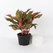 Thorsen's Greenhouse - Red Siam Aglaonema in a 4 pot, featuring vibrant red and green leaves, ideal for medium indirect sunlight.