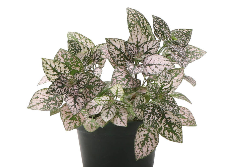 Thorsen's Greenhouse - Pink Splash Plant features vibrant pink and white leaves, perfect for small spaces. Available in a 3 pot, ideal for indoor decor.