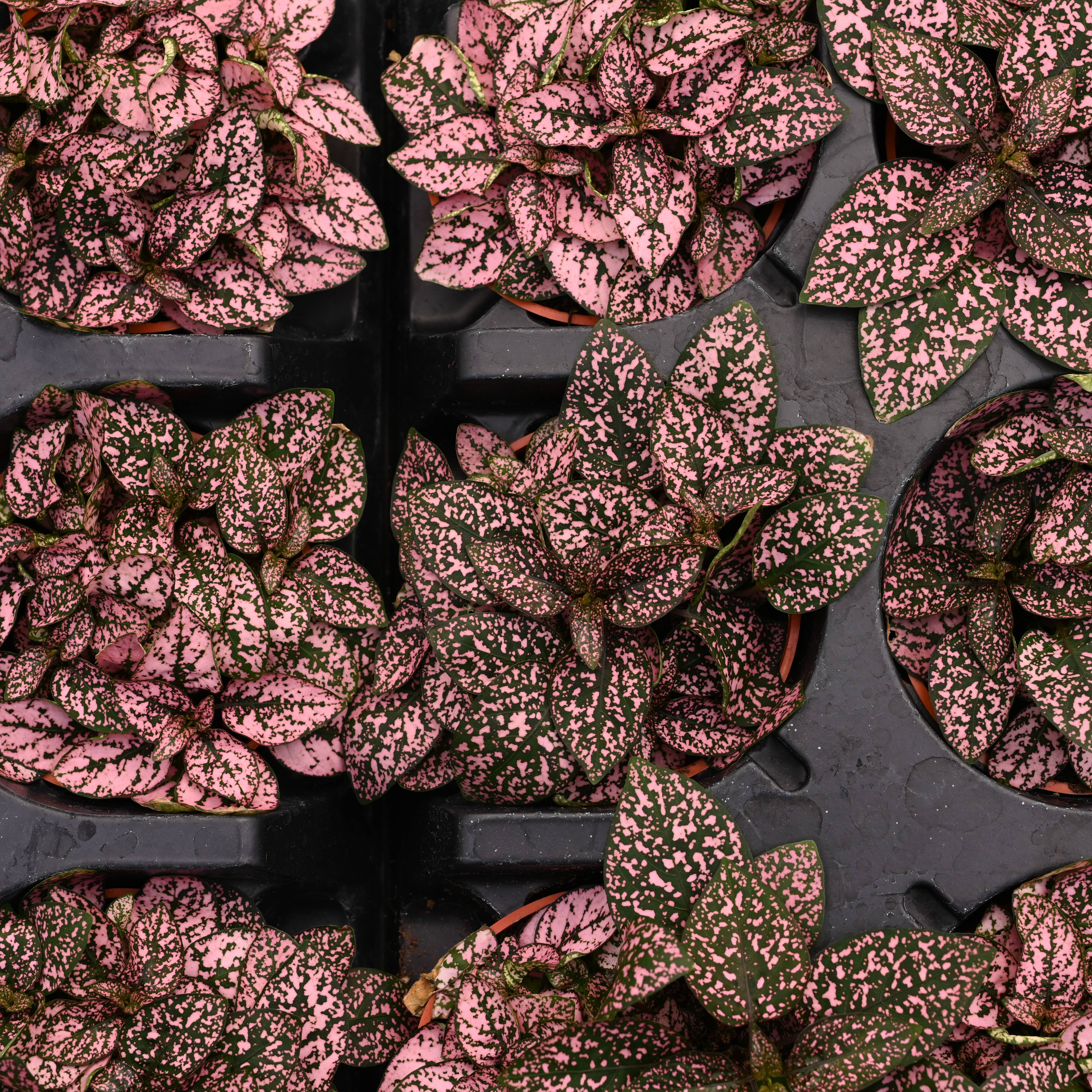 Thorsen's Greenhouse Splash Plant - Thumbnail 4