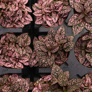 Thorsen's Greenhouse - Pink Splash Plant in a 3 pot, showcasing vibrant pink and green foliage, ideal for terrariums or small indoor spaces.