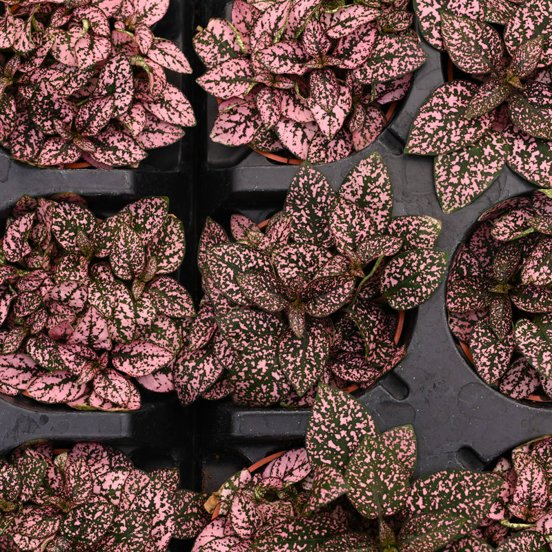 Thorsen's Greenhouse - Pink Splash Plant in a 3 pot, showcasing vibrant pink and green foliage, ideal for terrariums or small indoor spaces.