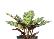 Thorsen's Greenhouse - Calathea Rattlesnake live plant in a 4 pot, showcasing its distinctive green and purple leaves in a plastic growers pot.