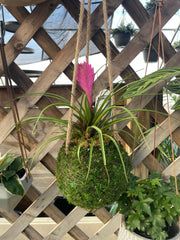 Thorsen's Greenhouse - Pink Quill Bromeliad, a vibrant houseplant in a 4 pot, showcasing pink flower atop spiky green leaves, ideal for home decor.