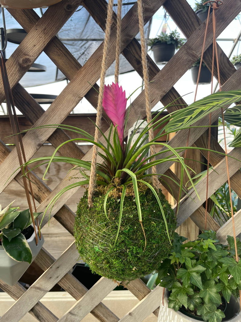 Thorsen's Greenhouse - Pink Quill Bromeliad, a vibrant houseplant in a 4 pot, showcasing pink flower atop spiky green leaves, ideal for home decor.