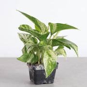 Marble Queen Pothos plant with green and white variegated leaves in a 4 pot, ideal for new plant parents.