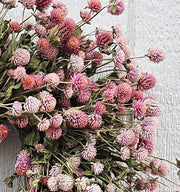 Alissas Flower Farm - Wreath: Totally Gomphrena: Raspberry, featuring a delicate arrangement of pink gomphrena flowers, ideal for indoor decoration.