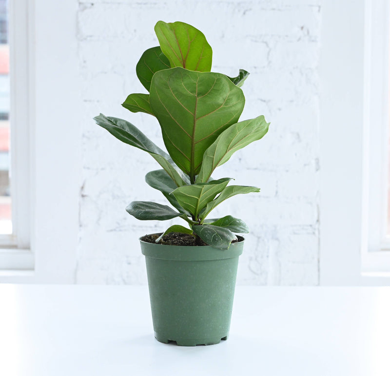 Thorsen's Greenhouse - Fiddle Leaf Fig Plant in a green pot, showcasing large glossy leaves, ideal for adding greenery to any space.