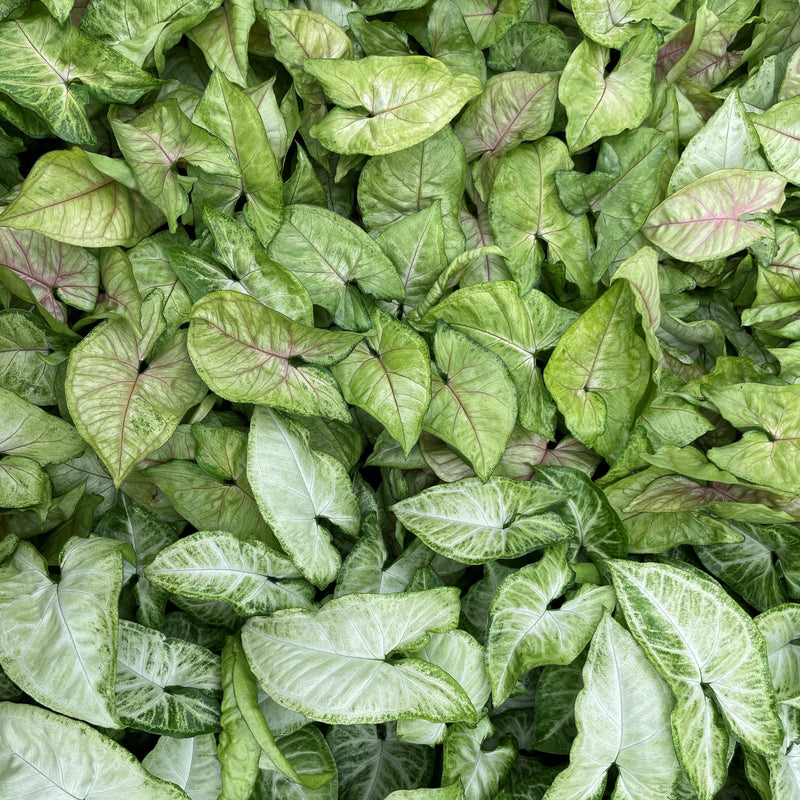 Thorsen's Greenhouse - Assorted Butterfly Syngonium plant featuring lush, arrowhead-shaped leaves; ideal for low-light decor, arrives in a 3 pot.